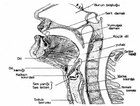 Şekil 2. 2. Ses Yolu (Ses Üretim Organları) 