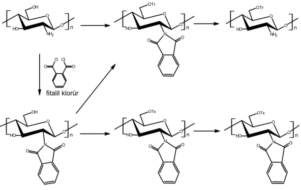 Şekil 1.4.12. Kitosanın N-ftalilimid türevlerinin çeşitli reaksiyonları 