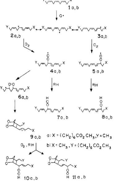 Şekil 3: Metil linoleattan malondialdehit öncülleri olduğu sanılan  prostoglandin benzeri endoperoksitlerin oluşum mekanizması (52)