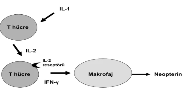Şekil 1. Neopterin Biyosentezi (4).