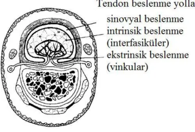 Şekil 4. Tendonun beslenmesi (4). 