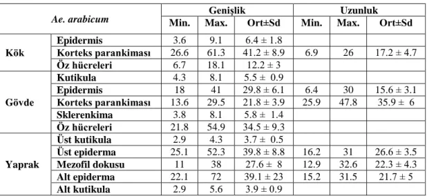 Çizelge 4.3. Ae. arabicum için stoma indeksi ve stoma indeks oranı 