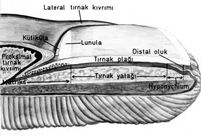 Şekil 1. Tırnağın yapısı  