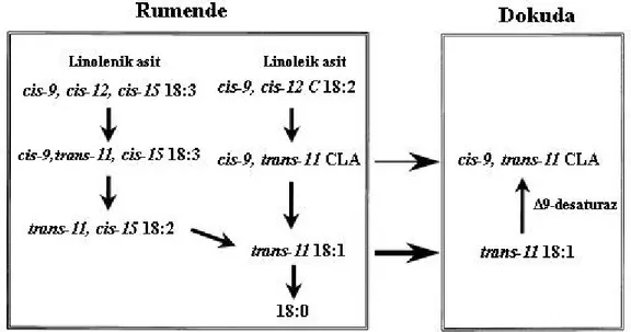 Şekil 2.2. Cis-9, trans-11 CLA’nın ruminal ve endojen sentez yolu (Bauman ve ark. 1999) 