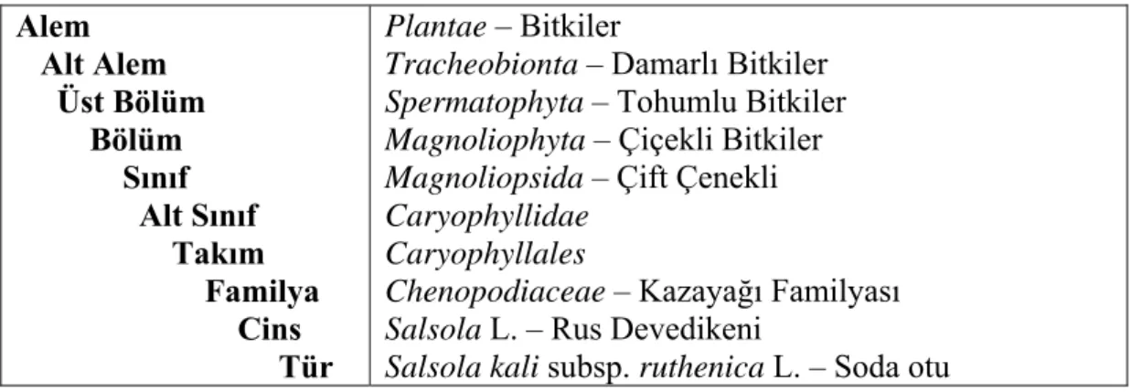 Çizelge 2.1. Soda otu ( Salsola kali subsp. ruthenica)’ nın taksonomik                           Sınıflandırılması