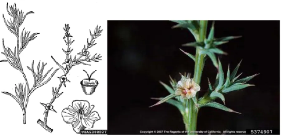Şekil 2.1. Soda otu (Salsola kali subsp. ruthenica)’ nun tohumu ve çiçeği                    (Peterson,  2001).