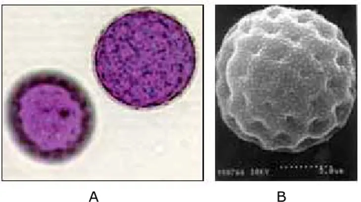 Şekil 2.4.      A)  Soda otu (Salsola kali subsp. ruthenica)’ nun polenlerinin optical  mikroskopta görüntüsü