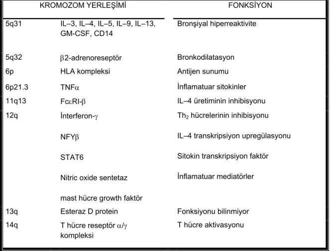 Tablo 2. Astım ve atopiden sorumlu genler (11,14) 