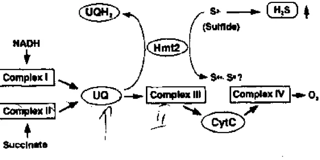 Şekil 1.3. Canlı organizmalarda elektron transport sistemi (Murray ve ark.1993)  Ubikinon; golgi, lizozom, mikrozom, peroksizom organellerinin zarlarında ve  hücre zarlarında da bulunur (Collins ve ark.1981)