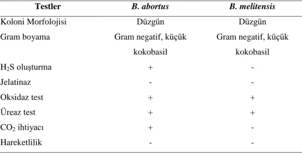 Çizelge 2.1. B.abortus ve B. melitensis ayrımında kullanılan biyokimyasal testler. 