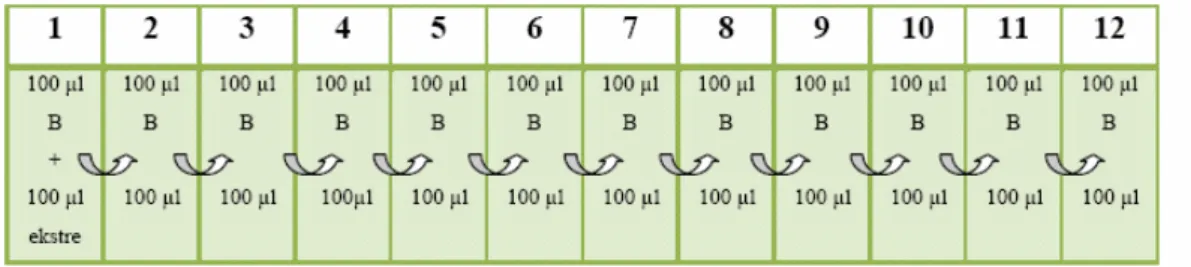 Şekil 11. Ekstrenin seyreltilmesi 