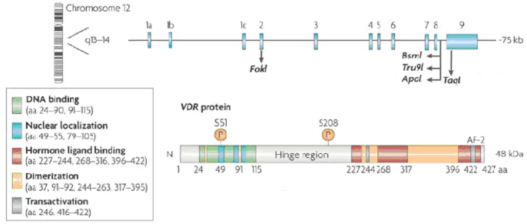Şekil 1.4. VDR geni ve proteini (Deeb ve ark 2007). 