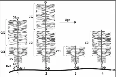 Şekil 1.7. Aggrecan proteininin yapısında yaĢa bağlı oluĢan dejeneratif  değiĢiklikler (Roughley ve ark 2006)