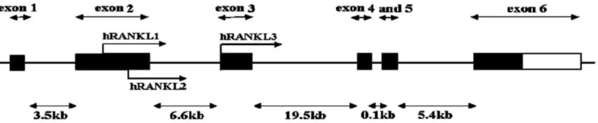 Şekil 1.5. İnsan RANKL geni izoformları (Blair ve ark. 2007). 