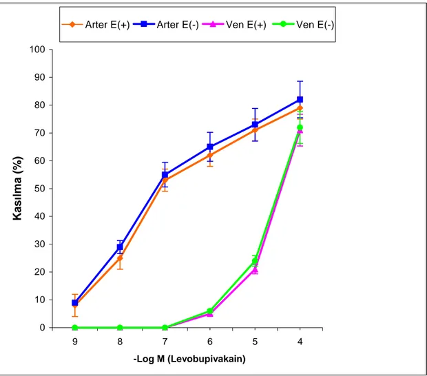 Grafik 1: Endotelli E(+) ve endotelsiz E(-) umbilikal arter ve ven halkalarında  levobupivakain ile elde edilen kümülatif (10 -9 -10 -4  M; n=7) konsantrasyon-cevap eğrileri