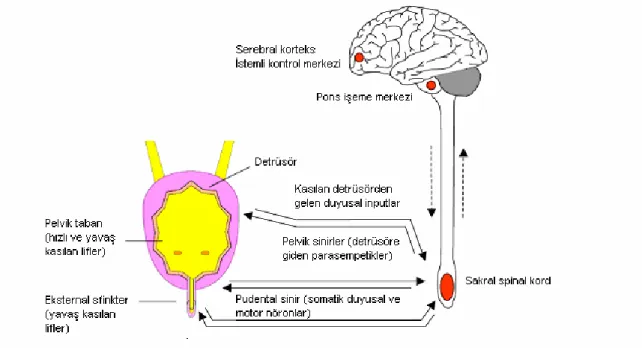 Şekil  2.  Normal  miksiyon.  Kontrollü  miksiyon  serebrum  tarafından  düzenlenen  ve  ponstaki  miksiyon  merkezi  tarafından  kontrol  edilen  otonomik  ve  somatik  sinir  sistemlerinin koordinasyonu ile olur