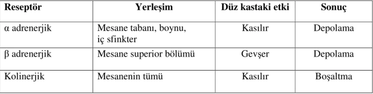 Tablo 1. Mesanede reseptörlerin yerleşimi.   
