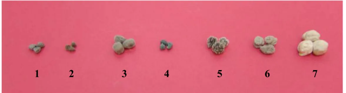 Şekil  3.1  Çalışmada  kullanılan  Cicer  türleri  tohumları.  C.  yamashitae  (1),  C