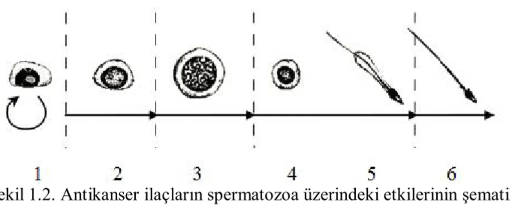 Şekil 1.2. Antikanser ilaçların spermatozoa üzerindeki etkilerinin şematik            sunumu (Meistrich 2009)