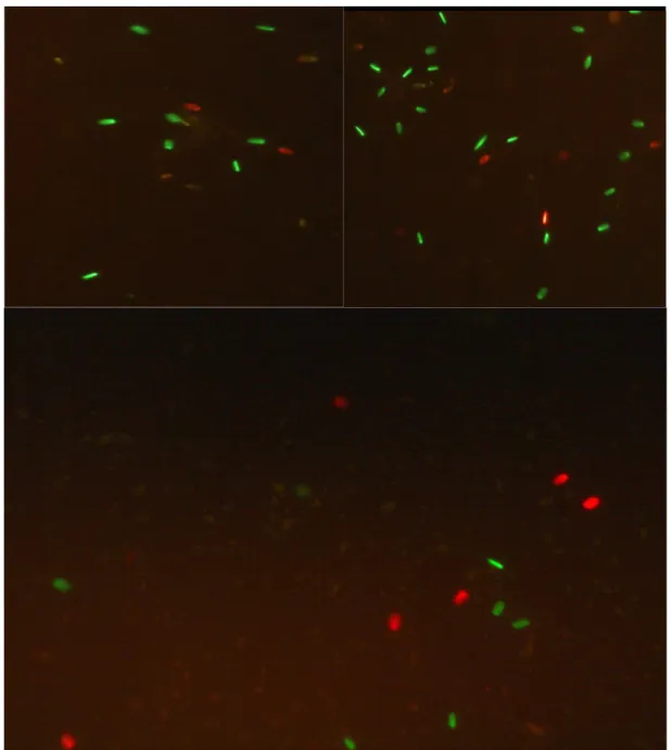 Şekil  2.4.  Spermalarda  ölü-canlı  spermatozoa  oranı  SYBR/PI  boyama  tekniğiyle  belirlendi