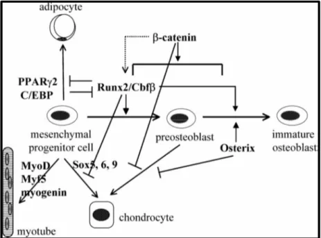 Şekil  1.1.  Pluripotent  mezenkimal  hücrelerden  osteoblast  farklanması  ile  ilişkili  bir  transkripsiyon  faktörü  olan  Runx2,  DNA’nın  belirli  bölgelerine  bağlanarak  kemik  ve  kıkırdak  gelişimini  kontrol  eden  diğer  genlerle  etkileşim  ha