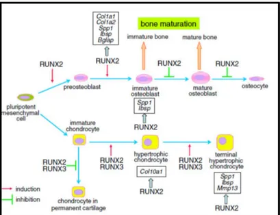 Şekil  1.2.  Pluripotent  mezenkimal  hücreden  Runx2  etkileşimi  ile  kemik  ve  kıkırdak  hücrelerinin  gelişimi