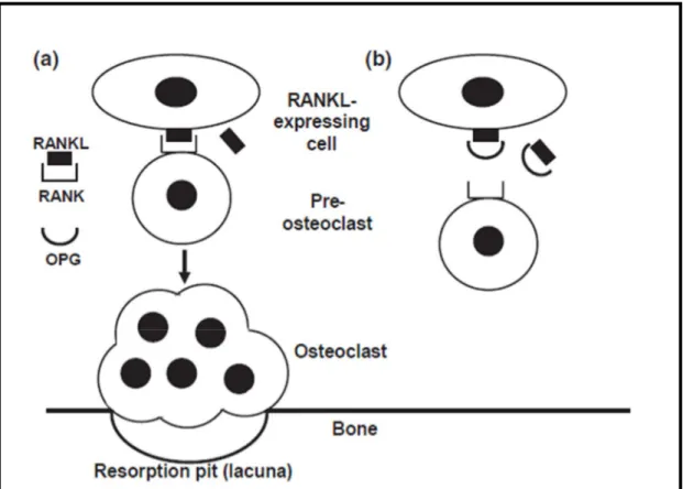 Şekil  1.3.  RANKL-  RANK-  OPG  ilişkisi.  a)  RANKL’ın  osteoklast  yüzeyinde  eksprese  edilen  RANK  reseptörüne  bağlanması  ile  pre-osteoklastlar  olgun  osteoklastlara  dönüşür  ve  kemik  yüzeyine  yapışan  osteoklastlar  rezorpsiyonu  başlatır