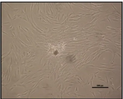 Şekil 3.5. Tek bir hücre çevresinde şekillenen tipik bir  fibroblastik koloni.  