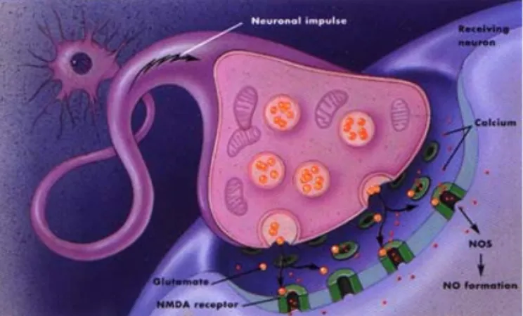 Şekil 2.4. Sinir sisteminde NO ( www.sfn.org/index.cfm?pagename=brainBriefings_nitricOxid) 2.2.3.3
