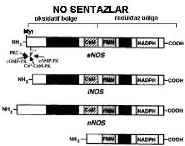 Şekil  2.7.  eNOS,  iNOS  ve  nNOS  ile  sitokrom  p450  redüktaz  ve  karboksil  terminal  bölgesindeki  NADPH,  FAD  ve  FMN  için  yaygın  bağlanma  bölgesinin  şematik  yapısı