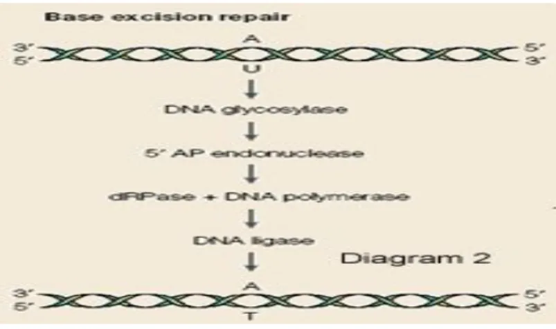 Şekil 3. Şematik BER mekanizması. http://people.bath.ac.uk/pr1cemb/DNAdamage.htm’den alınmıştır .