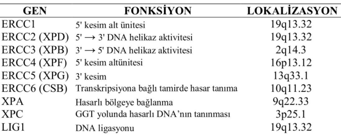 Tablo 2. NER mekanizmasında yer alan genler, kromozomal lokalizasyonları ve özet fonksiyonları.