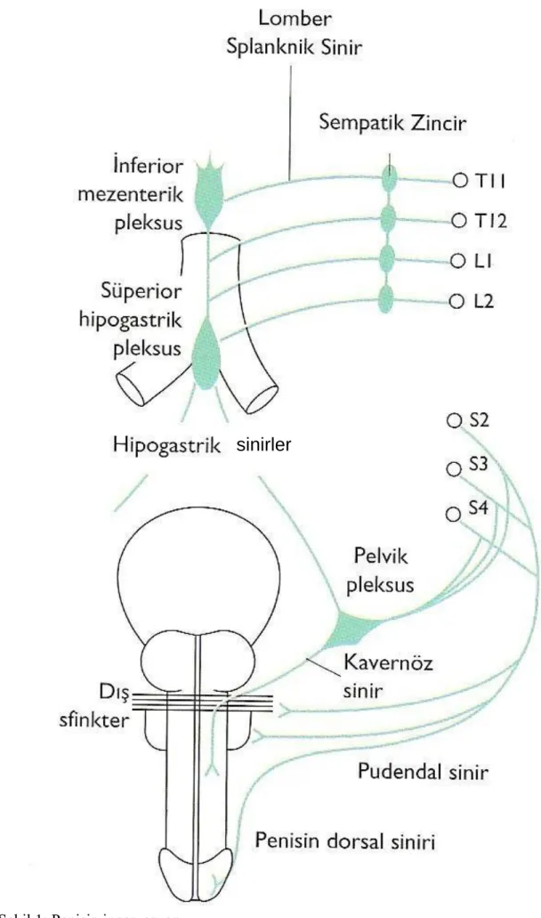 Şekil 1: Penisin innervasyonu 