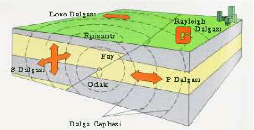 Şekil 2.3.  Deprem dalgaları 