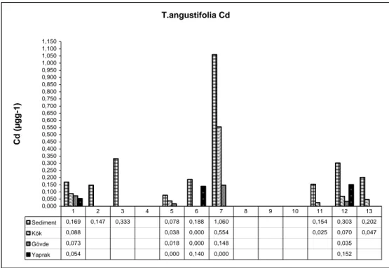 Şekil 4.6. T. angustifolia sediment ve bitki kısımlarında Cd dağılımı. 8, 9 ve 10 numaralı  istasyonlarda T