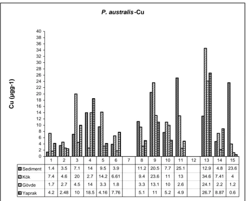 Şekil 4.7. P. australis sediment ve bitki kısımlarında Cu dağılımı. 7 ve 12 numaralı  istasyonlarda P