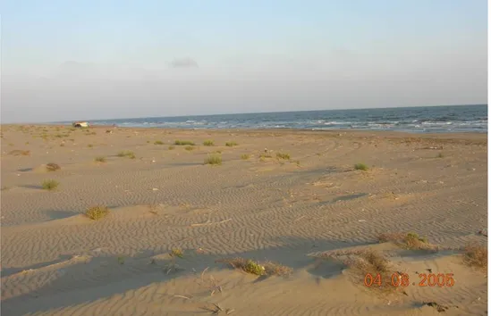 Foto 1.9. Tarsus Çayı’nın Denizle Buluştuğu Bölgede Geniş Bir Alan Kaplayan  Kumullar ve Üzerinde Oluşmuş Lipl-Marklar  