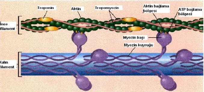 Şekil 3 Aktin ve myozin flamenti. Kontraksiyon esnasında birbirleriyle ilişkileri görülmekte