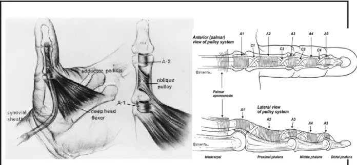 Şekil 4: Puley anatomisi 
