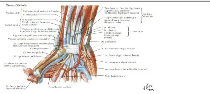 Şekil 2: Volar karpal ligaman anatomisi          