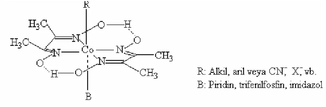 Şekil 1.8. Kobalt dimetilglioksim kompleksinin yapısı 