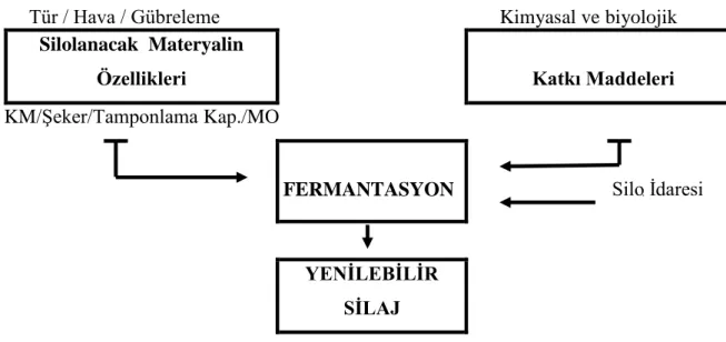 Şekil 2.1. Silaj fermantasyonunu etkileyen faktörler 