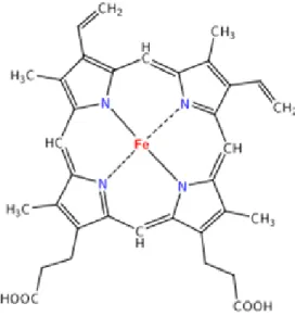 Şekil 1. 9. Hemoglobin yapısı 