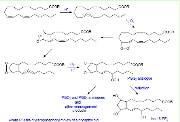 Şekil 1-4: Endoperoksit ara maddelerin yoluyla 15-F 2  isoprostan izomerleri sentezi 