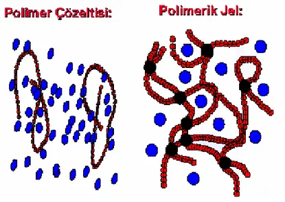 Şekil 1.8. Sulu ortamda farklı davranış gösteren polimer zincirlerinin çözelti ve  hidrojel oluşturması