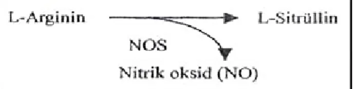 Şekil 4. Nitrik oksidin enzimatik olarak sentezlenmesi. 