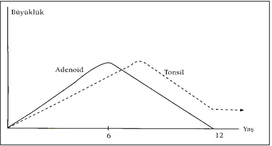 Şekil 3 : Tonsil ve adenoidin fizyolojik hiperplazisi (9) 