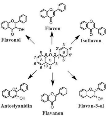 Şekil 2.2. Flavonoid iskeletinin yapısı 