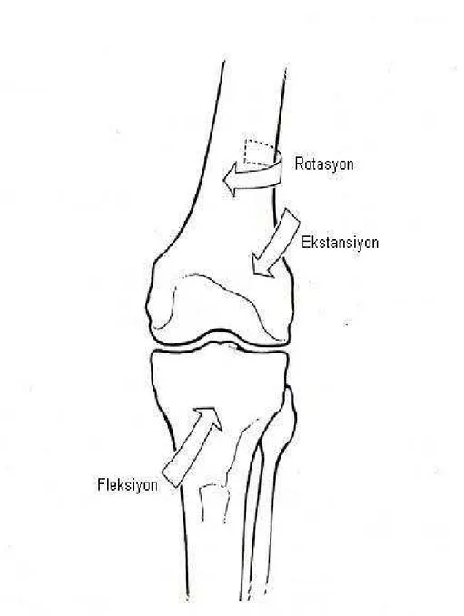 Şekil 2.5. Articulatio genus’un hareketleri (Guyton 1998). 