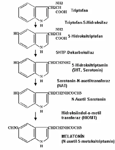 Şekil 7: Melatonin sentezi 